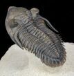 Metacanthina (Asteropyge) Trilobite - Top Quality Example #56554-2